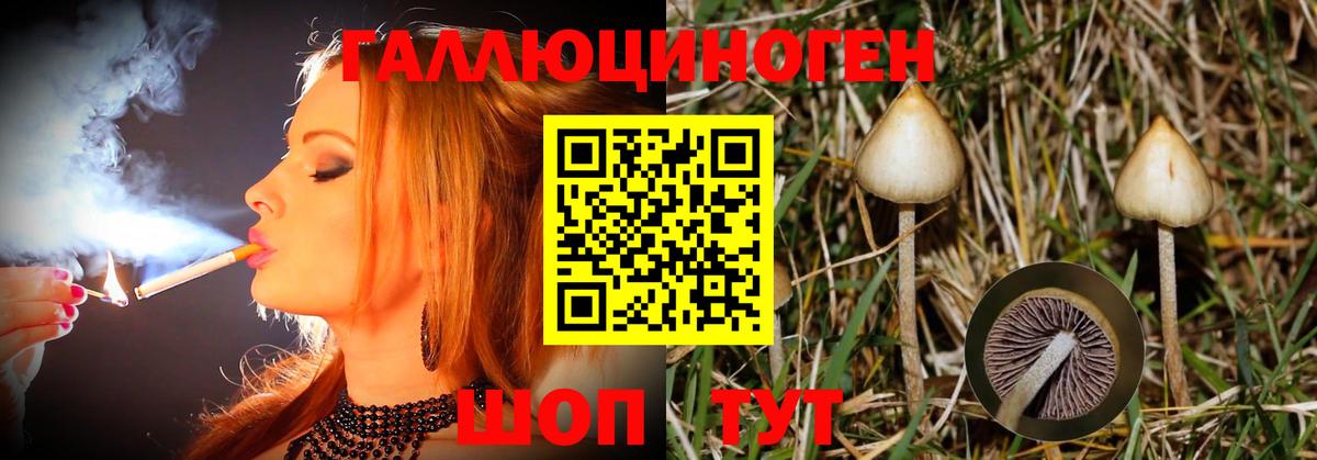Галлюциногенные грибы Psilocybe Надым